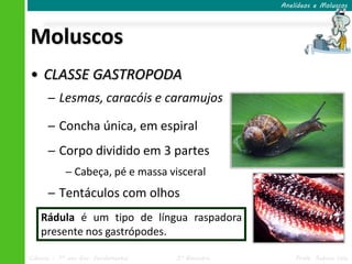 Anelídeos e Moluscos




Moluscos
• CLASSE GASTROPODA
      ─ Lesmas, caracóis e caramujos

      ─ Concha única, em espiral
      ─ Corpo dividido em 3 partes
            ─ Cabeça, pé e massa visceral
      ─ Tentáculos com olhos
     ─ Rádula
    Rádula é um tipo de língua raspadora
    presente nos gastrópodes.

Ciências – 7º ano Ens. Fundamental   3º Bimestre       Profa. Rebeca Vale
 