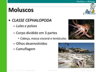 Anelídeos e Moluscos




Moluscos
• CLASSE CEPHALOPODA
      – Lulas e polvos
      – Corpo dividido em 3 partes
            • Cabeça, massa visceral e tentáculos
      – Olhos desenvolvidos
      – Camuflagem




Ciências – 7º ano Ens. Fundamental   3º Bimestre        Profa. Rebeca Vale
 