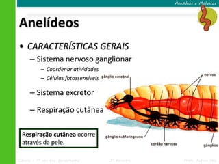 Anelídeos e Moluscos




Anelídeos
• CARACTERÍSTICAS GERAIS
      – Sistema nervoso ganglionar
            – Coordenar atividades
            – Células fotossensíveis

      – Sistema excretor

      – Respiração cutânea

  Respiração cutânea ocorre
  através da pele.

Ciências – 7º ano Ens. Fundamental     3º Bimestre       Profa. Rebeca Vale
 