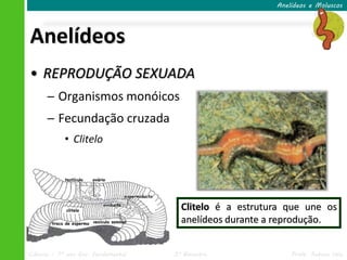 Anelídeos e Moluscos




Anelídeos
• REPRODUÇÃO SEXUADA
      ─ Organismos monóicos
      ─ Fecundação cruzada
            • Clitelo




                                       Clitelo é a estrutura que une os
                                       anelídeos durante a reprodução.


Ciências – 7º ano Ens. Fundamental   3º Bimestre              Profa. Rebeca Vale
 