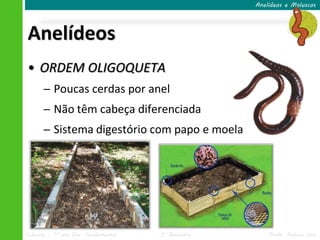 Anelídeos e Moluscos




Anelídeos
• ORDEM OLIGOQUETA
      ─ Poucas cerdas por anel
      ─ Não têm cabeça diferenciada
      ─ Sistema digestório com papo e moela




Ciências – 7º ano Ens. Fundamental   3º Bimestre       Profa. Rebeca Vale
 