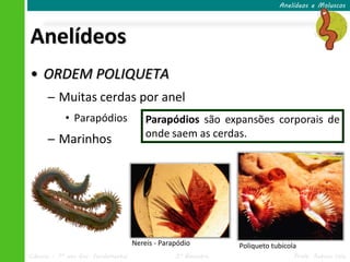 Anelídeos e Moluscos




Anelídeos
• ORDEM POLIQUETA
      ─ Muitas cerdas por anel
            • Parapódios                 Parapódios são expansões corporais de
                                         onde saem as cerdas.
      ─ Marinhos




                                     Nereis - Parapódio         Poliqueto tubícola
Ciências – 7º ano Ens. Fundamental                3º Bimestre                    Profa. Rebeca Vale
 