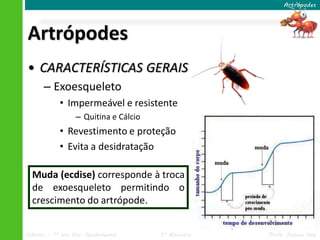 Artrópodes




Artrópodes
• CARACTERÍSTICAS GERAIS
      – Exoesqueleto
            • Impermeável e resistente
                  – Quitina e Cálcio
            • Revestimento e proteção
            • Evita a desidratação

  Muda (ecdise) corresponde à troca
  de exoesqueleto permitindo o
  crescimento do artrópode.

                                                     Muda em cigarra.
Ciências – 7º ano Ens. Fundamental     3º Bimestre                      Profa. Rebeca Vale
 