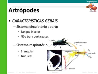 Artrópodes




Artrópodes
• CARACTERÍSTICAS GERAIS
      – Sistema circulatório aberto
            • Sangue incolor
            • Não transporta gases

      – Sistema respiratório
            • Branquial
            • Traqueal



Ciências – 7º ano Ens. Fundamental   3º Bimestre   Profa. Rebeca Vale
 