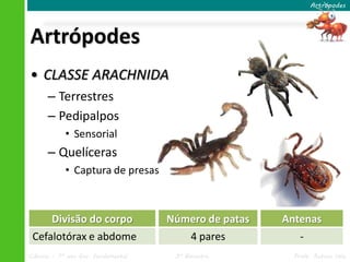 Artrópodes




Artrópodes
• CLASSE ARACHNIDA
      – Terrestres
      – Pedipalpos
            • Sensorial
      – Quelíce...