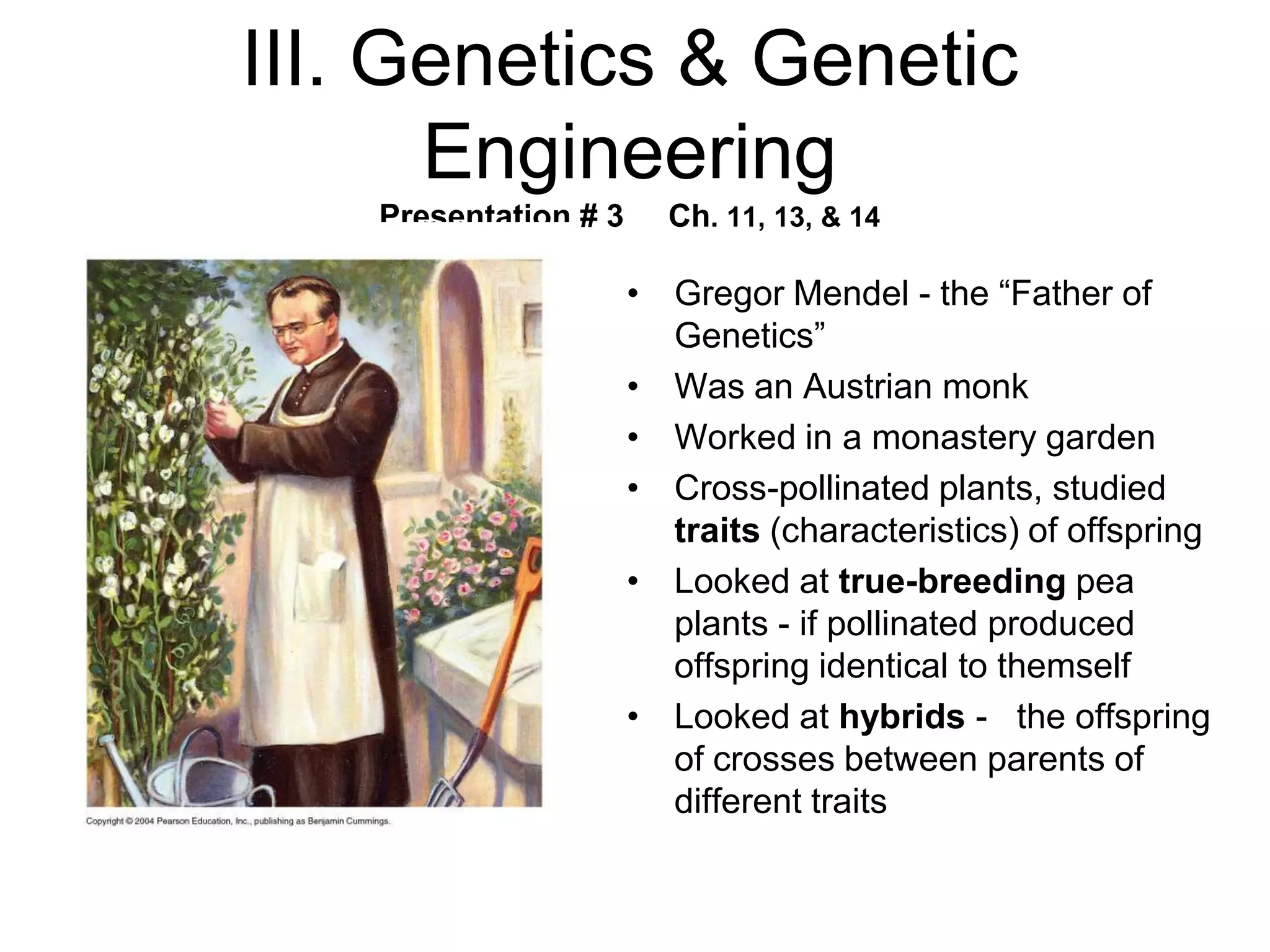 III. Genetics & Genetic
      Engineering
    Presentation # 3     Ch. 11, 13, & 14

                       • Gregor Mendel - the ―Father of
                         Genetics‖
                       • Was an Austrian monk
                       • Worked in a monastery garden
                       • Cross-pollinated plants, studied
                         traits (characteristics) of offspring
                       • Looked at true-breeding pea
                         plants - if pollinated produced
                         offspring identical to themself
                       • Looked at hybrids - the offspring
                         of crosses between parents of
                         different traits
 