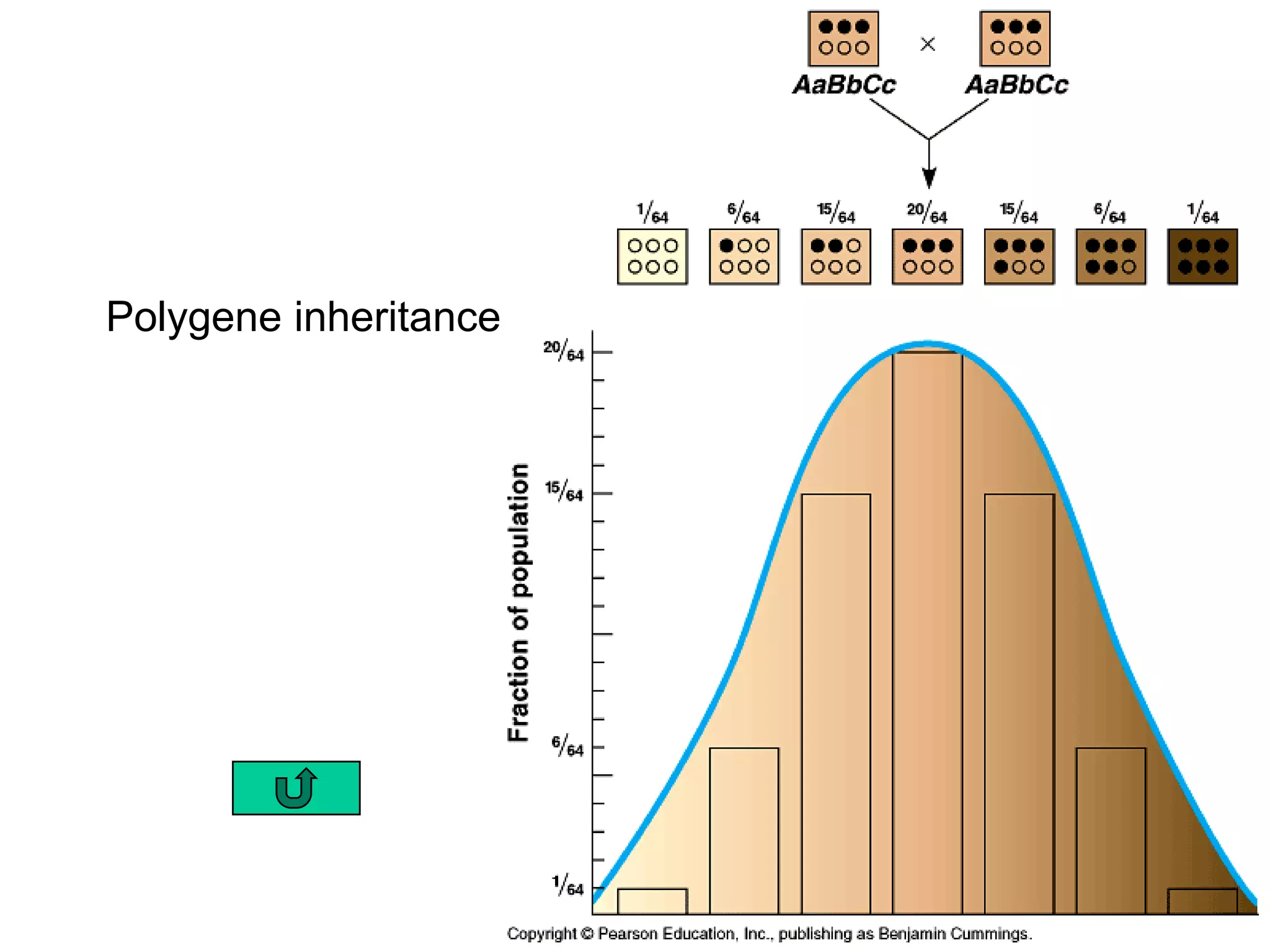 Polygene inheritance
 