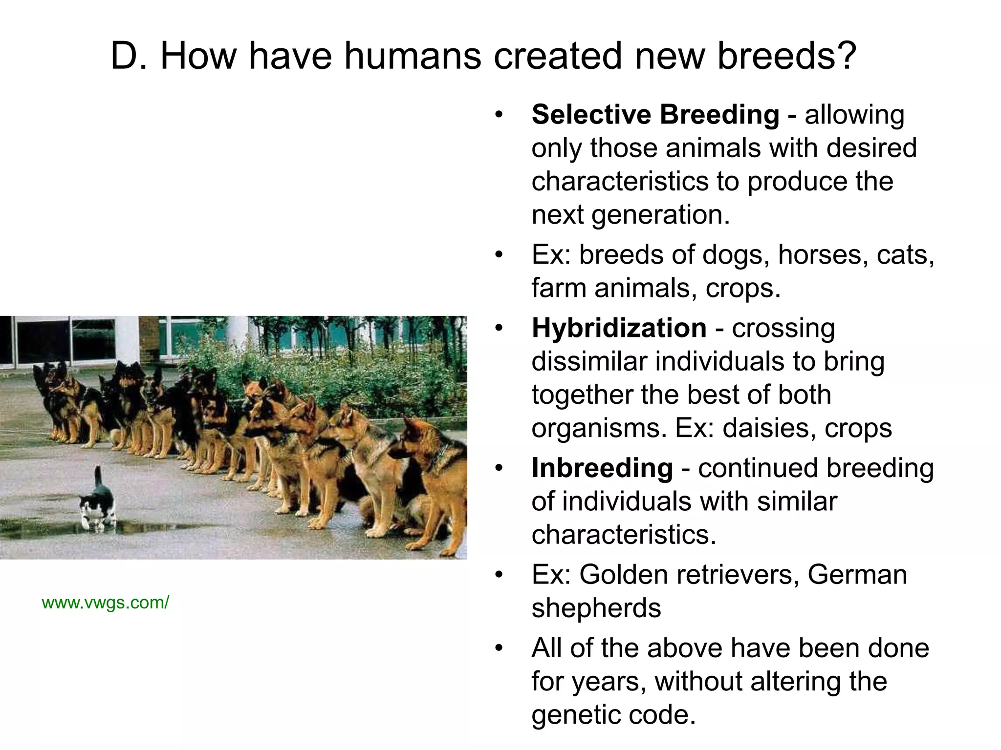 D. How have humans created new breeds?
                         • Selective Breeding - allowing
                           only those animals with desired
                           characteristics to produce the
                           next generation.
                         • Ex: breeds of dogs, horses, cats,
                           farm animals, crops.
                         • Hybridization - crossing
                           dissimilar individuals to bring
                           together the best of both
                           organisms. Ex: daisies, crops
                         • Inbreeding - continued breeding
                           of individuals with similar
                           characteristics.
                         • Ex: Golden retrievers, German
www.vwgs.com/              shepherds
                         • All of the above have been done
                           for years, without altering the
                           genetic code.
 