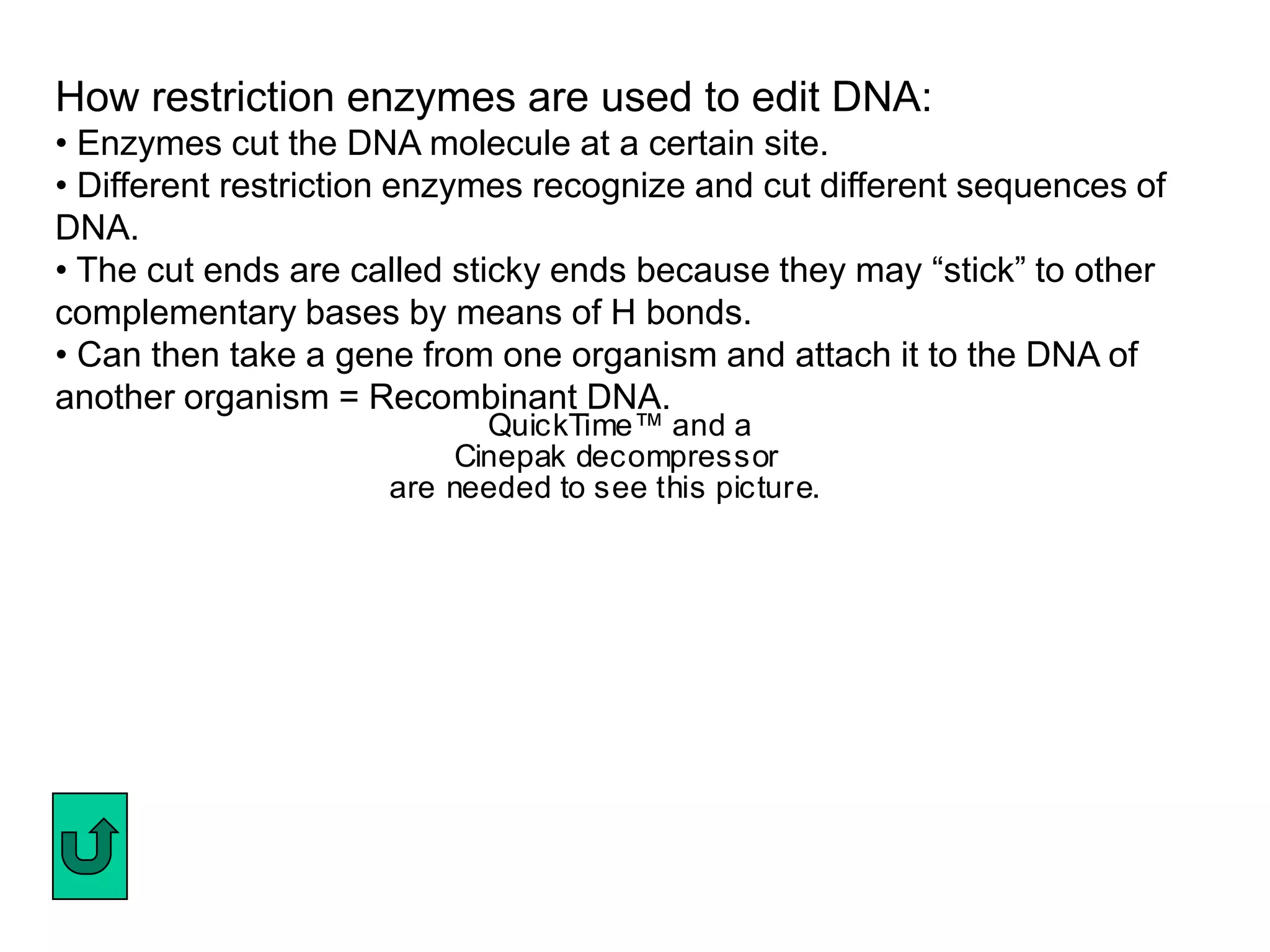 How restriction enzymes are used to edit DNA:
• Enzymes cut the DNA molecule at a certain site.
• Different restriction enzymes recognize and cut different sequences of
DNA.
• The cut ends are called sticky ends because they may ―stick‖ to other
complementary bases by means of H bonds.
• Can then take a gene from one organism and attach it to the DNA of
another organism = Recombinant DNA.
                            QuickTime™ and a
                          Cinepak decompressor
                     are needed to see this picture.
 