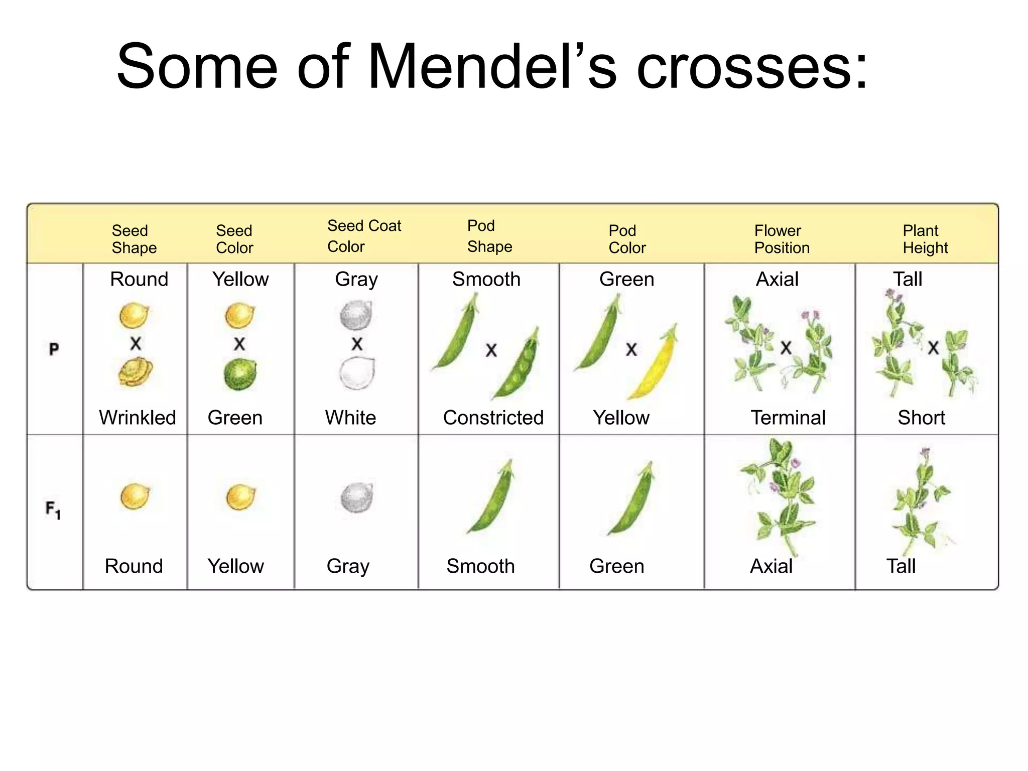 Some of Mendel’s crosses:
 Section 11-1




 Seed      Seed     Seed Coat     Pod          Pod     Flower       Plant
 Shape     Color    Color         Shape        Color   Position     Height

 Round     Yellow   Gray        Smooth        Green    Axial      Tall




Wrinkled   Green    White       Constricted   Yellow   Terminal    Short




Round      Yellow   Gray        Smooth        Green    Axial      Tall
 