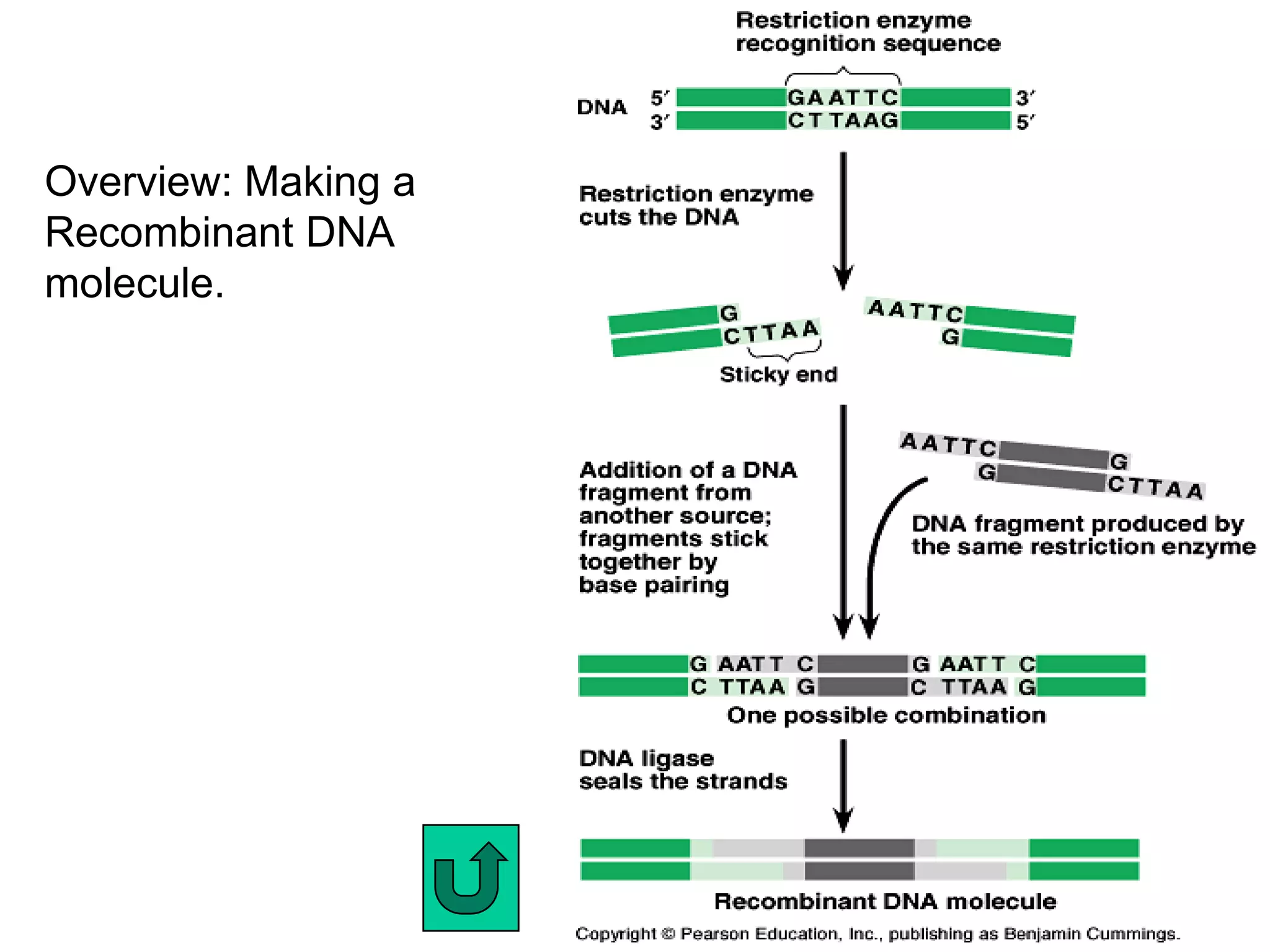 Overview: Making a
Recombinant DNA
molecule.
 