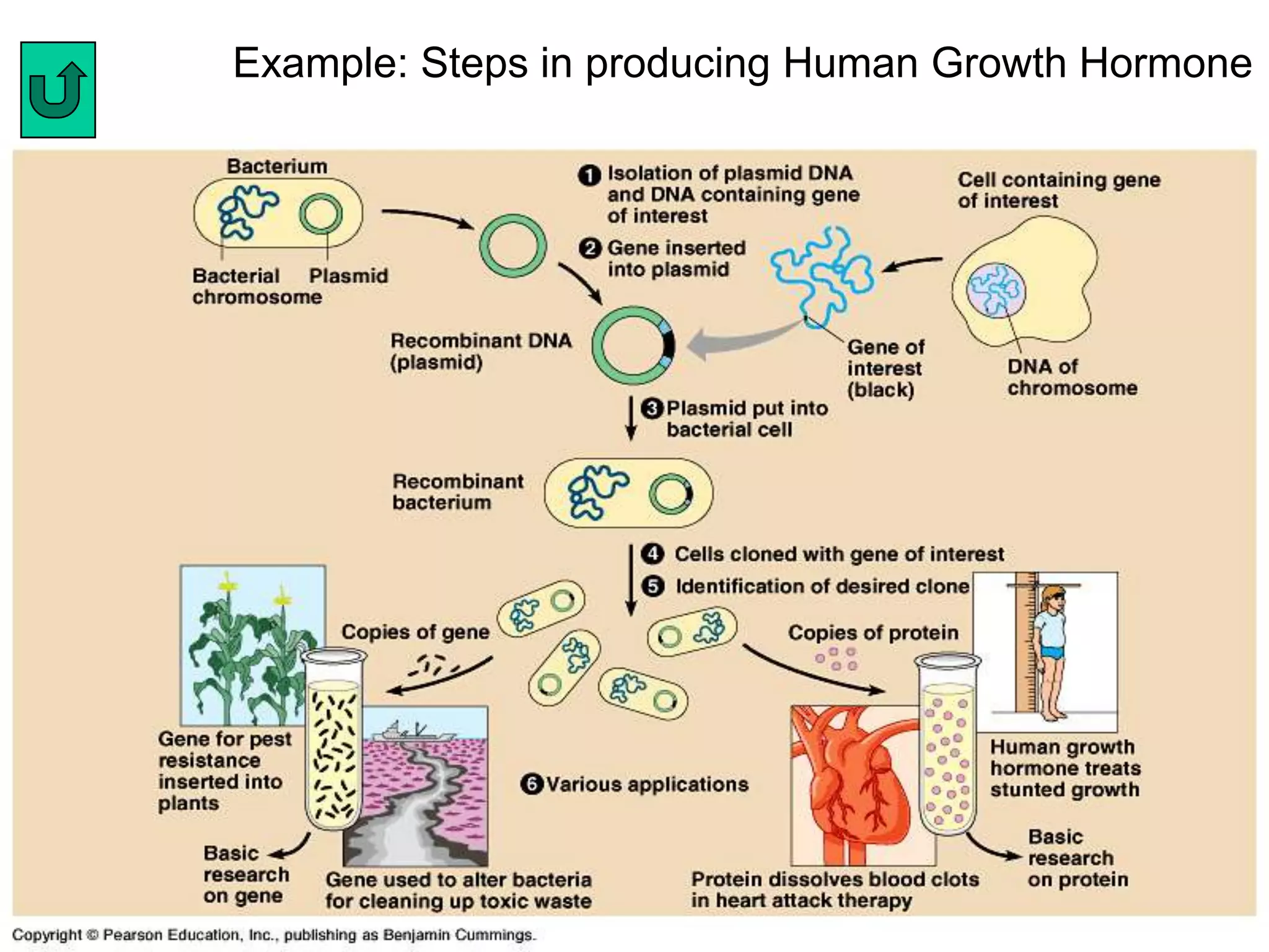 Example: Steps in producing Human Growth Hormone
 