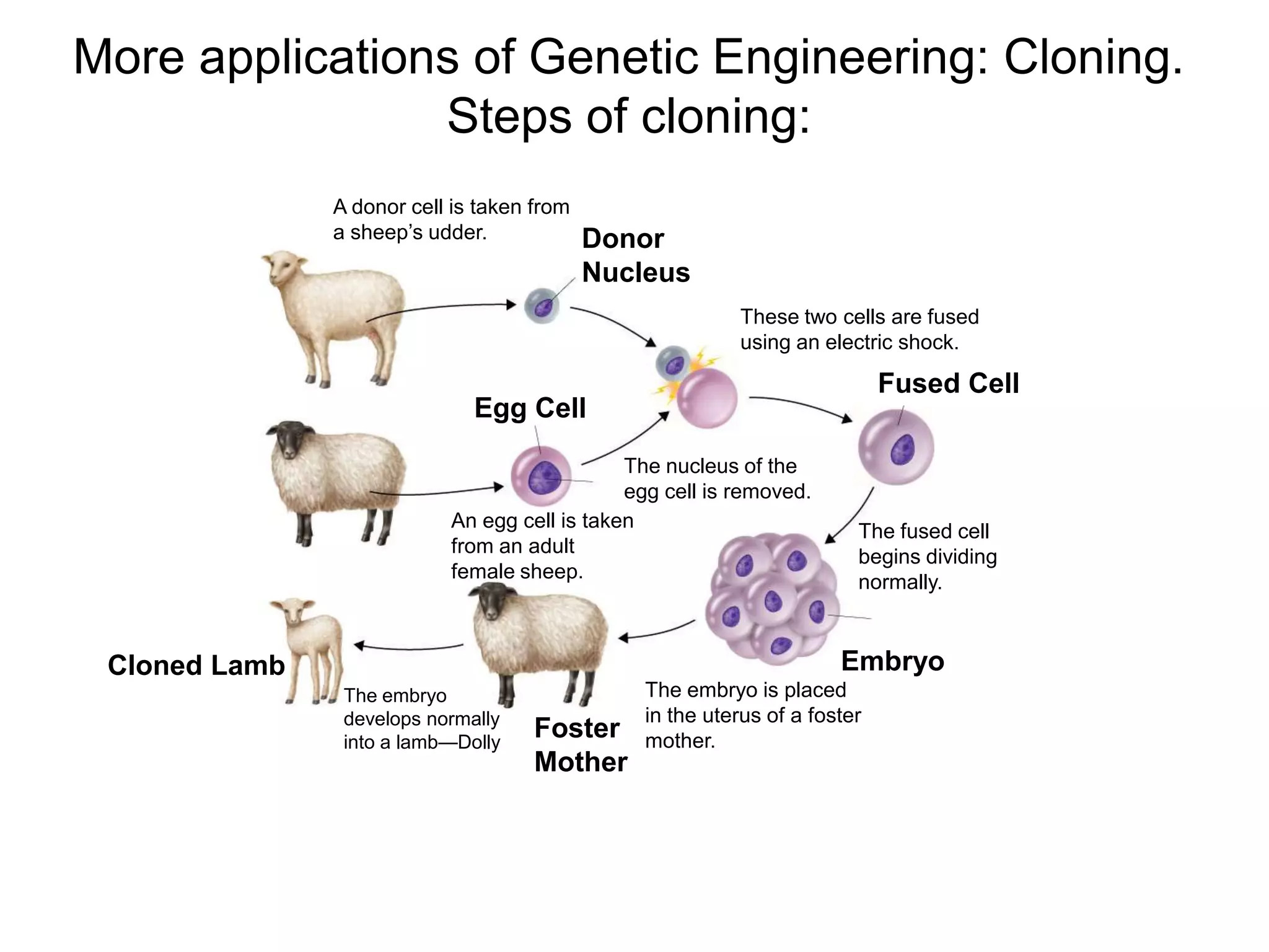 More applications of Genetic Engineering: Cloning.
  Section 13-4  Steps of cloning:
               A donor cell is taken from
               a sheep’s udder.             Donor
                                            Nucleus
                                                           These two cells are fused
                                                           using an electric shock.

                                                                            Fused Cell
                              Egg Cell
                                              The nucleus of the
                                              egg cell is removed.
                           An egg cell is taken                         The fused cell
                           from an adult                                begins dividing
                           female sheep.                                normally.



 Cloned Lamb                                                          Embryo
                The embryo                      The embryo is placed
                develops normally               in the uterus of a foster
                into a lamb—Dolly
                                     Foster     mother.
                                     Mother
 
