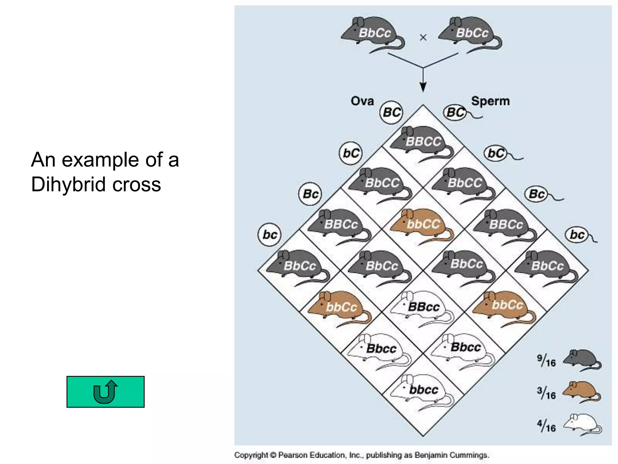 An example of a
Dihybrid cross
 