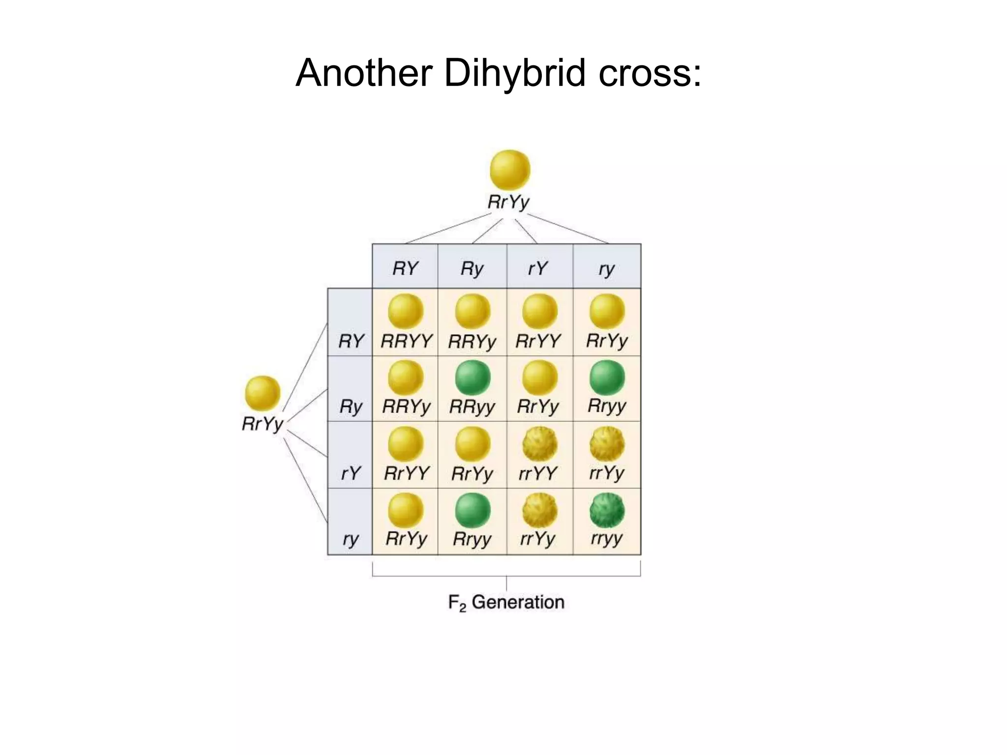 Another Dihybrid cross:
Section 11-3
 