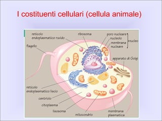 I costituenti cellulari (cellula animale)
 