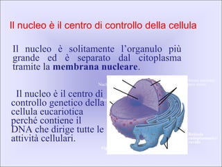 Il nucleo è il centro di controllo della cellula
Il nucleo è il centro di
controllo genetico della
cellula eucariotica
perché contiene il
DNA che dirige tutte le
attività cellulari.
NucleoCromatina
Nucleolo
Poro
Ribosomi
Reticolo
endoplasmatico
ruvido
Membrana nucleare
a doppio strato
Figura 4.7
Il nucleo è solitamente l’organulo più
grande ed è separato dal citoplasma
tramite la membrana nucleare.
 