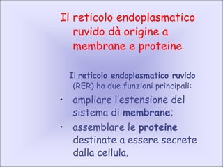Il reticolo endoplasmatico
ruvido dà origine a
membrane e proteine
Il reticolo endoplasmatico ruvido
(RER) ha due funzioni principali:
•
ampliare l’estensione del
sistema di membrane;
•
assemblare le proteine
destinate a essere secrete
dalla cellula.
 