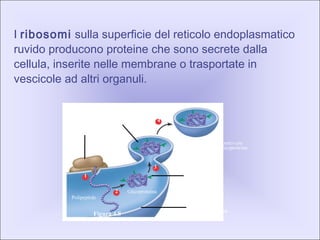 I ribosomi sulla superficie del reticolo endoplasmatico
ruvido producono proteine che sono secrete dalla
cellula, inserite nelle membrane o trasportate in
vescicole ad altri organuli.
Vescicola di trasporto con
all’interno una glicoproteina
4
Vescicola di trasporto
che si stacca
Catena
glucidica
3
Reticolo
endoplasmatico
Glicoproteina2
Polipeptide
Ribosoma
1
Figura 4.8
 