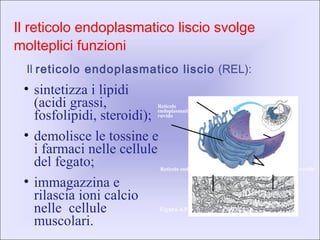 Il reticolo endoplasmatico liscio svolge
molteplici funzioni
Il reticolo endoplasmatico liscio (REL):
Figura 4.9
• sintetizza i lipidi
(acidi grassi,
fosfolipidi, steroidi);
• demolisce le tossine e
i farmaci nelle cellule
del fegato;
• immagazzina e
rilascia ioni calcio
nelle cellule
muscolari.
Reticolo
endoplasmatico
ruvido
Involucro
nucleare
Ribosomi
Reticolo endoplasmatico liscio
TEM45000×
Reticolo endoplasmatico ruvido
 