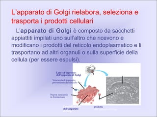 L’apparato di Golgi rielabora, seleziona e
trasporta i prodotti cellulari
L’apparato di Golgi è composto da sacchetti
appiattiti impilati uno sull’altro che ricevono e
modificano i prodotti del reticolo endoplasmatico e li
trasportano ad altri organuli o sulla superficie della
cellula (per essere espulsi).
Apparato di Golgi
TEM130000×
Vescicola
di trasporto
prodotta
dall’apparato di Golgi
Lato «di uscita»
dell’apparato
di Golgi
Apparato
di Golgi
Lato «d’ingresso»
dell’apparato di Golgi
Vescicola di trasporto
proveniente dal reticolo
Nuova vescicola
in formazione
 