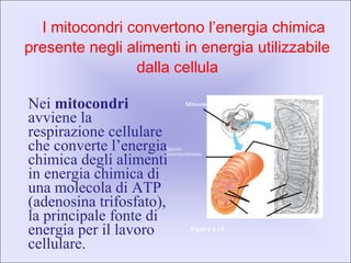 I mitocondri convertono l’energia chimica
presente negli alimenti in energia utilizzabile
dalla cellula
Figura 4.14
Mitocondrio
Membrana
esterna
Spazio
intermembrana
Matrice
Membrana
interna
Creste
TEM44880×
Nei mitocondri
avviene la
respirazione cellulare
che converte l’energia
chimica degli alimenti
in energia chimica di
una molecola di ATP
(adenosina trifosfato),
la principale fonte di
energia per il lavoro
cellulare.
 