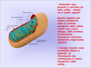 I mitocondri sono
presenti a centinaia sia
nelle cellule, animali
sia in quelle vegetali.
Questo organulo può
essere considerato
come la centrale
energetica della cellula:
infatti esso ricava
energia, dalle sostanze
di nutrimento
attraverso il processo
denominato respirazione
cellulare.
L'energia ricavata viene
accumulata dentro a
molecole, di
rifornimento che
costituiscono la valuta
energetica" della
cellula.
 