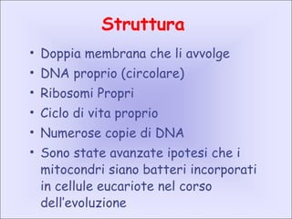 Struttura
• Doppia membrana che li avvolge
• DNA proprio (circolare)
• Ribosomi Propri
• Ciclo di vita proprio
• Numerose copie di DNA
• Sono state avanzate ipotesi che i
mitocondri siano batteri incorporati
in cellule eucariote nel corso
dell’evoluzione
 