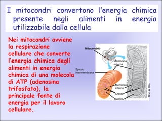 I mitocondri convertono l’energia chimica
presente negli alimenti in energia
utilizzabile dalla cellula
Mitocondrio
Membrana
esterna
Spazio
intermembrana
Matrice
Membrana
interna
Creste
TEM44880×
Nei mitocondri avviene
la respirazione
cellulare che converte
l’energia chimica degli
alimenti in energia
chimica di una molecola
di ATP (adenosina
trifosfato), la
principale fonte di
energia per il lavoro
cellulare.
 