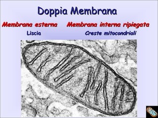 Membrana esternaMembrana esterna
LisciaLiscia
Doppia MembranaDoppia Membrana
Membrana interna ripiegataMembrana interna ripiegata
Creste mitocondrialiCreste mitocondriali
 