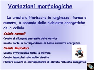 Variazioni morfologiche
Le creste differiscono in lunghezza, forma e
numero, a seconda delle richieste energetiche
della cellula
Cellule normaliCellule normali
Creste si allungano per metà della matriceCreste si allungano per metà della matrice
Creste corte in corrispondenza di bassa richiesta energeticaCreste corte in corrispondenza di bassa richiesta energetica
Cellule MuscolariCellule Muscolari
Creste attraversano tutta la matriceCreste attraversano tutta la matrice
Creste impacchettate molto stretteCreste impacchettate molto strette
Numero elevato in corrispondenza di elevata richiesta energeticaNumero elevato in corrispondenza di elevata richiesta energetica
 