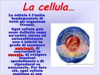 La cellula…
La cellula è l’unitaLa cellula è l’unita
fondamentale difondamentale di
tutti gli organismitutti gli organismi
viventi.viventi.
Ogni cellula puòOgni cellula può
esser definita comeesser definita come
un'entità chiusa edun'entità chiusa ed
autosufficiente:autosufficiente:
essa è infatti inessa è infatti in
grado di assumeregrado di assumere
nutrientinutrienti, di, di
convertirli inconvertirli in
energiaenergia, di svolgere, di svolgere
funzionifunzioni
specializzate e dispecializzate e di
riprodursi seriprodursi se
necessario. Per farenecessario. Per fare
ciò, ogni cellulaciò, ogni cellula
contiene al suocontiene al suo
 