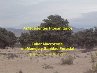 Taller Macrozonal  en Manejo y Sanidad Forestal   Copiapó, 26 – 27 de Julio 2007 Antecedentes fitosanitarios  