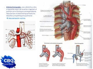 - Arterias bronquiales, una a derecha y otra
a izquierda nacen de la aorta e ingresan al
pulmón con el bronquio correspondiente.
Vascularizan el árbol bronquial hasta los
lobulillos y el parénquima pulmonar .
 Vascularización nutricia.
 