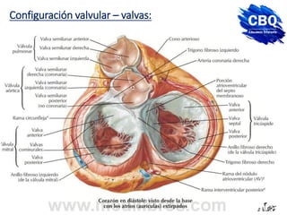 Configuración valvular – valvas:
 