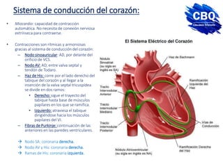 Sistema de conducción del corazón:
• Miocardio: capacidad de contracción
automática. No necesita de conexión nerviosa
extrínseca para contraerse.
• Contracciones son rítmicas y armoniosas
gracias al sistema de conducción del corazón:
– Nodo sinoauricular: AD, por delante del
orificio de VCS.
– Nodo AV: AD, entre valva septal y
tendón de Todaro.
– Haz de His: corre por el lado derecho del
tabique del corazón y al llegar a la
inserción de la valva septal tricuspídea
se divide en dos ramos:
• Derecho: sigue el trayecto del
tabique hasta base de músculos
papilares en los que se ramifica.
• Izquierdo: atraviesa el tabique
dirigiéndose hacia los músculos
papilares del VI.
– Fibras de Purkinje: continuación de las
anteriores en las paredes ventriculares.
 Nodo SA: coronaria derecha.
 Nodo AV y His: coronaria derecha.
 Ramas de His: coronaria izquierda.
 