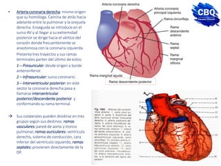 • Arteria coronaria derecha: mismo origen
que su homóloga. Camina de atrás hacia
adelante entre la pulmonar y la orejuela
derecha. Enseguida se introduce en el
surco AV y al llegar a su extremidad
posterior se dirige hacia el vértice del
corazón donde frecuentemente se
anastomosa con la coronaria izquierda.
Presenta tres trayectos y sus ramas
terminales parten del último de estos:
1 – Preauricular: desde origen a borde
anteroinferior.
2 – Infraauricular: surco coronario.
3 – Interventricular posterior: en este
sector la coronaria derecha pasa a
llamarse interventricular
posterior/descendente posterior y
conformando su rama terminal.
 Sus colaterales pueden dividirse en tres
grupos según sus destinos: ramas
vasculares: pared de aorta y tronco
pulmonar, ramas auriculares: ventrículo
derecho, sistema de conducción, cara
inferior del ventrículo izquierdo, ramas
septales: provienen directamente de la
DP.
 