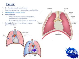 Pleura:
• Envolturas serosas de los pulmones.
• Hoja visceral y parietal – se continúan a nivel del hilio.
• Cavidad virtual – cavidad pleural.
• Vascularización:
– Parietal: mamarias internas, intercostales,
mediastínicas y diafragmáticas.
– Visceral: bronquiales (carece de sensibilidad)
• Inervación: frénicos e intercostales y vago con
plexos simpáticos.
 
