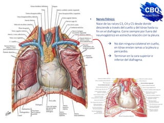  No dan ninguna colateral en cuello,
en tórax envían ramas a la pleura y
pericardio.
 Terminan en la cara superior e
inferior del diafragma.
• Nervio frénico:
Nace de las raíces C3, C4 y C5 desde donde
desciende a través del cuello y del tórax hasta su
fin en el diafragma. Corre siempre por fuera del
neumogástrico en estrecha relación con la pleura.
 