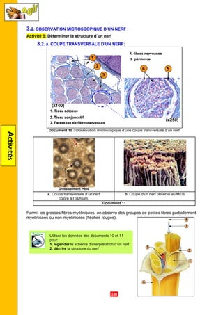 Activités
3.2. OBSERVATION MICROSCOPIQUE D’UN NERF
Activité 5: Déterminer la structure d’un nerf
3.2. a. COUPE TRANSVERSALE D’UN NERF
Document 10 : Observation microscopique d’
Grossissement: ×800
a. Coupe transversale d’un nerf
coloré à l’osmium.
Parmi les grosses fibres myélinisées, on observe des groupes de petites fibres partiellement
myélinisées ou non-myélinisées (flèches rouges).
Utiliser les données des documents
pour:
1. légender le schéma d’interprétation d’un nerf.
2. décrire la structure du nerf
.140.
OBSERVATION MICROSCOPIQUE D’UN NERF :
Déterminer la structure d’un nerf
COUPE TRANSVERSALE D’UN NERF:
Observation microscopique d’une coupe transversale d’un nerf
Grossissement: ×800
Coupe transversale d’un nerf
coloré à l’osmium.
b. Coupe d'un nerf observé au MEB
Document 11
grosses fibres myélinisées, on observe des groupes de petites fibres partiellement
myélinisées (flèches rouges).
Utiliser les données des documents 10 et 11
le schéma d’interprétation d’un nerf.
la structure du nerf
ne coupe transversale d’un nerf
Coupe d'un nerf observé au MEB
grosses fibres myélinisées, on observe des groupes de petites fibres partiellement
 