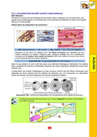 3.2. b. DILACÉRATION DE NERF (COUPE LONGITUDINALE)
Nerf dilacéré :
Prendre un tronçon de nerf sciatique de grenouille, frais, le déposer sur une lame dans
goutte d’eau physiologique, le maintenir par
Recouvrir d’une lamelle.
Observation de préparation de
NR : Nœud de ranvier
Séparées par les fibres de collagène (Co), des
myéline précipitée en réseaux irréguliers (My). Quelques
masqués par la myéline. Des nœuds de Ranvier
et sont traversés par leurs axones respectifs.
Document 12
Dans le cas présent, le nerf a été fixé selon une méthode histologique habituelle et la myéline
(My), partiellement extraite et précipitée, présente des stries disposées radialement autour des
axones (Ax).
L’observation de coupes histologique du tissu nerveux montre que les
séparées de leurs voisines par les cellules de Schwann qui,
autour de l’axone, donnent naissance à la couche isolante la myéline.
Document 12b : schéma d’interprétation de l’enroulement de la cellule de Schwann
3. Utiliser les données des documents
d’une fibre nerveuse.
.141.
DILACÉRATION DE NERF (COUPE LONGITUDINALE)
Prendre un tronçon de nerf sciatique de grenouille, frais, le déposer sur une lame dans
goutte d’eau physiologique, le maintenir par une extrémité et le dilacérer à l’aide d’
Observation de préparation de commerce :
Nœud de ranvier ◊ Ax : Axone ◊ My : Myéline ◊ Co : Fibres de collagène
Séparées par les fibres de collagène (Co), des fibres nerveuses sont identifiées par leur
myéline précipitée en réseaux irréguliers (My). Quelques axones (Ax) sont partiellement
Des nœuds de Ranvier (NR) sont visibles le long de deux fibres
et sont traversés par leurs axones respectifs.
ocument 12a : Coupe longitudinale d’un nerf sciatique
le nerf a été fixé selon une méthode histologique habituelle et la myéline
(My), partiellement extraite et précipitée, présente des stries disposées radialement autour des
L’observation de coupes histologique du tissu nerveux montre que les
séparées de leurs voisines par les cellules de Schwann qui, en s’enroulant sur elle
donnent naissance à la couche isolante la myéline.
schéma d’interprétation de l’enroulement de la cellule de Schwann
Utiliser les données des documents 12 et 13 pour légender le schéma, d’interprétation
Activités
Prendre un tronçon de nerf sciatique de grenouille, frais, le déposer sur une lame dans une
ne extrémité et le dilacérer à l’aide d’une aiguille.
Fibres de collagène
sont identifiées par leur
(Ax) sont partiellement
(NR) sont visibles le long de deux fibres
le nerf a été fixé selon une méthode histologique habituelle et la myéline
(My), partiellement extraite et précipitée, présente des stries disposées radialement autour des
L’observation de coupes histologique du tissu nerveux montre que les fibres nerveuses sont
s’enroulant sur elle-même
schéma d’interprétation de l’enroulement de la cellule de Schwann
le schéma, d’interprétation
 
