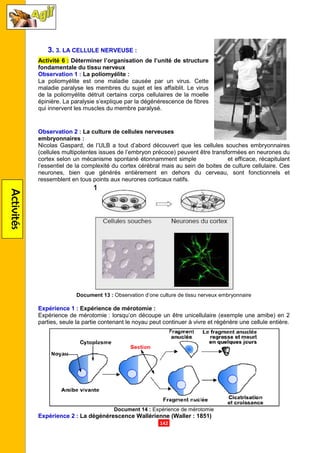 Activités
3. 3. LA CELLULE NERVEUSE
Activité 6 : Déterminer l’organisation de l’unité de structure
fondamentale du tissu nerveux
Observation 1 : La poliomyélite
La poliomyélite est one maladie
maladie paralyse les membres du sujet et les affaiblit. Le virus
de la poliomyélite détruit certains corps cellulaires de la moelle
épinière. La paralysie s’explique par la dégénérescence de fibres
qui innervent les muscles du membre paralysé.
Observation 2 : La culture de cellules nerveuses
embryonnaires :
Nicolas Gaspard, de l’ULB a tout d’abord découvert que les cellules souches embryonnaires
(cellules multipotentes issues de l’embryon précoce) peuvent être transformées en neurones du
cortex selon un mécanisme spontané étonnamment simple
l’essentiel de la complexité du cortex cérébral mais au sein de boites de culture cellulaire. Ces
neurones, bien que générés entièrement en dehors du cerveau, sont fonctionnels et
ressemblent en tous points aux neurones
Document 13 : O
Expérience 1 : Expérience de mérotomie
Expérience de mérotomie : lorsqu’on découpe un être unicellulaire (exemple une amibe) en 2
parties, seule la partie contenant le noyau
Document 14
Expérience 2 : La dégénérescence Wallérienne (Waller
.142.
LA CELLULE NERVEUSE :
Déterminer l’organisation de l’unité de structure
fondamentale du tissu nerveux
La poliomyélite :
one maladie causée par un virus. Cette
maladie paralyse les membres du sujet et les affaiblit. Le virus
détruit certains corps cellulaires de la moelle
épinière. La paralysie s’explique par la dégénérescence de fibres
qui innervent les muscles du membre paralysé.
La culture de cellules nerveuses
Nicolas Gaspard, de l’ULB a tout d’abord découvert que les cellules souches embryonnaires
(cellules multipotentes issues de l’embryon précoce) peuvent être transformées en neurones du
cortex selon un mécanisme spontané étonnamment simple et ef
l’essentiel de la complexité du cortex cérébral mais au sein de boites de culture cellulaire. Ces
neurones, bien que générés entièrement en dehors du cerveau, sont fonctionnels et
ressemblent en tous points aux neurones corticaux natifs.
Observation d’one culture de tissu nerveux embryonnaire
Expérience de mérotomie :
: lorsqu’on découpe un être unicellulaire (exemple une amibe) en 2
parties, seule la partie contenant le noyau peut continuer à vivre et régénère une cellule entière.
Document 14 : Expérience de mérotomie
La dégénérescence Wallérienne (Waller : 1851)
Nicolas Gaspard, de l’ULB a tout d’abord découvert que les cellules souches embryonnaires
(cellules multipotentes issues de l’embryon précoce) peuvent être transformées en neurones du
et efficace, récapitulant
l’essentiel de la complexité du cortex cérébral mais au sein de boites de culture cellulaire. Ces
neurones, bien que générés entièrement en dehors du cerveau, sont fonctionnels et
bservation d’one culture de tissu nerveux embryonnaire
: lorsqu’on découpe un être unicellulaire (exemple une amibe) en 2
peut continuer à vivre et régénère une cellule entière.
 
