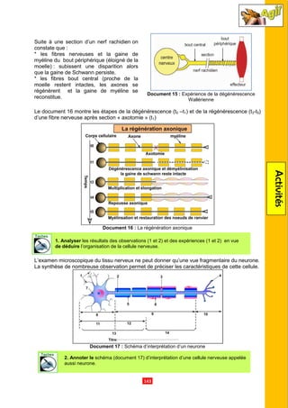 Suite à une section d’un nerf rachidien
constate que :
* les fibres nerveuses et la gaine de
myéline du bout périphérique (éloigné de la
moelle) : subissent une disparition alors
que la gaine de Schwann persiste.
* les fibres bout central (proche de la
moelle restent intactes, les axones se
régénèrent et la gaine de myéline se
reconstitue.
Le document 16 montre les étapes de
d’une fibre nerveuse après section «
Document
L’examen microscopique du tissu nerveux ne peut donner qu’une vue fragme
La synthèse de nombreuse observation permet de préciser les caractéristiques de cette cellule.
Document 17
2. Annoter le schéma
aussi neurone.
1. Analyser les résultats des observations (1 et 2) et des expériences (1 et 2) en vue
de déduire l’organisation de la cellule nerveuse.
.143.
Suite à une section d’un nerf rachidien on
* les fibres nerveuses et la gaine de
myéline du bout périphérique (éloigné de la
: subissent une disparition alors
que la gaine de Schwann persiste.
* les fibres bout central (proche de la
moelle restent intactes, les axones se
régénèrent et la gaine de myéline se
Document 15 : Expérience de la dégénérescence
Wallérienne
Le document 16 montre les étapes de la dégénérescence (t0 –t1) et de la régénérescence (t
d’une fibre nerveuse après section « axotomie » (t1)
Document 16 : La régénération axonique
L’examen microscopique du tissu nerveux ne peut donner qu’une vue fragme
observation permet de préciser les caractéristiques de cette cellule.
Document 17 : Schéma d’interprétation d’un neurone
schéma (document 17) d’interprétation d’une cellule nerveuse appelée
les résultats des observations (1 et 2) et des expériences (1 et 2) en vue
l’organisation de la cellule nerveuse.
Activités
Expérience de la dégénérescence
Wallérienne
) et de la régénérescence (t3-t5)
L’examen microscopique du tissu nerveux ne peut donner qu’une vue fragmentaire du neurone.
observation permet de préciser les caractéristiques de cette cellule.
d’interprétation d’une cellule nerveuse appelée
les résultats des observations (1 et 2) et des expériences (1 et 2) en vue
 