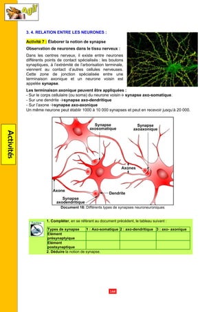 Activités
3. 4. RELATION ENTRE LES NEURONES
Activité 7 : Élaborer la notion de synapse
Observation de neurones dans le tissu nerveux
Dans les centres nerveux, il existe entre neurones
différents points de contact spécialisés
synaptiques, à l’extrémité de l’arborisation terminale,
viennent au contact d’autres cellules nerveuses.
Cette zone de jonction spécialisée entre
terminaison axonique et un neurone voisin est
appelée synapse.
Les terminaison axonique peu
- Sur le corps cellulaire (ou soma) du neurone voisin
- Sur une dendrite →synapse axo
- Sur l’axone →synapse axo-
Un même neurone peut établir 1000 à 10
Document
1. Compléter, en se référant au document précédent, le tableau suivant
2. Déduire la notion de synapse.
Types de synapse
Elément
présynaptyique
Elément
postsynaptique
.144.
RELATION ENTRE LES NEURONES :
laborer la notion de synapse
Observation de neurones dans le tissu nerveux :
Dans les centres nerveux, il existe entre neurones
différents points de contact spécialisés : les boutons
synaptiques, à l’extrémité de l’arborisation terminale,
viennent au contact d’autres cellules nerveuses.
Cette zone de jonction spécialisée entre une
terminaison axonique et un neurone voisin est
Les terminaison axonique peuvent être appliquées :
Sur le corps cellulaire (ou soma) du neurone voisin→ synapse axo-somatique
synapse axo-dendritique
-axonique
Un même neurone peut établir 1000 à 10 000 synapses et peut en recevoir jusqu’à 20
18: Différents types de synapses neuroneuroniques
, en se référant au document précédent, le tableau suivant
la notion de synapse.
1 : Axo-somatique 2 : axo-dendritique 3
somatique.
000 synapses et peut en recevoir jusqu’à 20 000.
ifférents types de synapses neuroneuroniques
, en se référant au document précédent, le tableau suivant :
: axo- axonique
 
