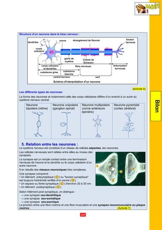 Structure d’un neurone dans le tissu nerveux
Les différents types de neurones:
La forme des neurones et notamment celle des corps cellulaires
système nerveux central.
Neurone
bipolaire (rétine)
Neurone unipolaire
(ganglion spinal)
5. Relation entre les neurones
Le système nerveux est constitué d’un réseau de cellules
Les cellules nerveuses sont reliées entre e
synapses.
La synapse est un simple contact entre une terminaison
nerveuse de l’axone et la dendrite ou le corps cellulaire
autre neurone.
Il en résulte des réseaux neuroniques
Une synapse comprend :
• Un élément présynaptique (❷
est toujours l'extrémité renflée d'un axone (
• Un espace ou fente synaptique (
• Un élément postsynaptique (❹
Selon l’élément post synaptique, on distingue
→ une synapse axo-dendritique
→ une synapse axo-somatique
→ une synapse axo-axonique
La jonction entre une fibre motrice et une fibre musculaire et une
motrice.
.147.
Structure d’un neurone dans le tissu nerveux :
ifférents types de neurones:
notamment celle des corps cellulaires diffère d’un endroit à un autre du
Neurone unipolaire
(ganglion spinal)
Neurone multipolaire
(corne antérieure
épinière)
Neurone pyramidal
(cortex cérébral)
5. Relation entre les neurones :
Le système nerveux est constitué d’un réseau de cellules séparées, les neurones
Les cellules nerveuses sont reliées entre elles au niveau des
La synapse est un simple contact entre une terminaison
nerveuse de l’axone et la dendrite ou le corps cellulaire d’un
réseaux neuroniques très complexes.
❷) ou "bouton synaptique"
est toujours l'extrémité renflée d'un axone (❶).
Un espace ou fente synaptique (❸) d'environ 20 à 30 nm.
❹).
Selon l’élément post synaptique, on distingue :
dendritique
somatique
axonique
La jonction entre une fibre motrice et une fibre musculaire et une synapse neuromusculaire ou plaque
Bilan
(Activité 6)
d’un endroit à un autre du
Neurone pyramidal
(cortex cérébral)
neurones.
synapse neuromusculaire ou plaque
(Activité 7)
 