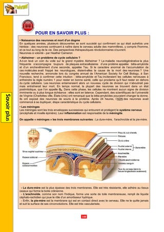 Savoirplus
POUR EN SAVOIR PLUS
• Naissance des neurones et mort d'un dogme
En quelques années, plusieurs découvertes se sont succédé qui confirment ce qui était autrefois une
hérésie : des neurones continuent à naître dans le cerveau adulte des mammifères, y compris l'homme,
et ce tout au long de la vie. Des perspectives thérapeutiques révolutionnaires s'ouvrent.
Neurones à volonté - par Heather Cameron
• Alzheimer : un problème de cycle
A-t-on levé un coin du voile sur le grand mystère Alzheimer ? La
fréquente s’accompagne toujours de
et d’un enchevêtrement d’une seconde, ap
ces molécules avait frappé les neurologues, étaient
nouvelle recherche, annoncée lors du congrès annuel de l’American Society for Cell Biology, à San
Francisco, tend à confirmer cette intuition : bêta
enfreindre la règle numéro 1 pour rester en bonne santé, celle qui proclame qu’il faut rester en dehors
du cycle cellulaire. Les neurones entameraient alors
mais entraînerait leur mort. En temps normal, la plupart des neurones se trouvent dans un état
postmitotique, que l’on appelle G
imminente ou à plus longue échéance : elles sont en latence.
de Virginie (Charlottes ville, États
Ils ont exposé des neurones de souris à la protéine
commencé à se dupliquer, étape caractéristique du
• Les méninges
Les méninges sont les trois enveloppes successives qui entourent et protègent le
(encéphale et moelle épinière). Leur
On appelle « méninges » les trois
- La dure-mère est la plus épaisse des trois
osseux qui forme la boite crânienne.
- L'arachnoïde, comme son nom l'indique,
céphalo-rachidien qui joue le rôle d’un amortisseur hydrique
- Enfin, la pie-mère est la membrane qui est en contact direct avec le cerveau. Elle ne le quitte jamais
et suit la surface de ses circonvolutions.
.148.
POUR EN SAVOIR PLUS :
Naissance des neurones et mort d'un dogme
En quelques années, plusieurs découvertes se sont succédé qui confirment ce qui était autrefois une
neurones continuent à naître dans le cerveau adulte des mammifères, y compris l'homme,
et ce tout au long de la vie. Des perspectives thérapeutiques révolutionnaires s'ouvrent.
par Heather Cameron
Alzheimer : un problème de cycle cellulaire ?
on levé un coin du voile sur le grand mystère Alzheimer ? La maladie neurodégénérative
fréquente s’accompagne toujours de plaques extracellulaires d’une protéine
et d’un enchevêtrement d’une seconde, appelée Tau. Si le caractère anormal de l’accumulation de
avait frappé les neurologues, étaient-elles la cause de la mort des
nouvelle recherche, annoncée lors du congrès annuel de l’American Society for Cell Biology, à San
isco, tend à confirmer cette intuition : bêta-amyloïde et Tau inciteraient les cellules nerveuses à
enfreindre la règle numéro 1 pour rester en bonne santé, celle qui proclame qu’il faut rester en dehors
neurones entameraient alors un nouveau cycle de division qui n’aboutirait pas
mais entraînerait leur mort. En temps normal, la plupart des neurones se trouvent dans un état
G0. Dans cette phase, les cellules ne montrent aucun signe de division
te ou à plus longue échéance : elles sont en latence. Cependant, des scientifiques de l’université
ville, États-Unis) ont remarqué que la bêta-amyloïdes pouvaient changer la donne.
Ils ont exposé des neurones de souris à la protéine. Après 24 heures, l’ADN
commencé à se dupliquer, étape caractéristique du cycle cellulaire.
Les méninges sont les trois enveloppes successives qui entourent et protègent le
(encéphale et moelle épinière). Leur inflammation est responsable de la méningite
» les trois membranes suivantes : La dure-mère, l'arachnoïde et la pie
est la plus épaisse des trois membranes. Elle est très résistante, elle adhère au tissus
la boite crânienne.
, comme son nom l'indique, forme une sorte de toile membraneuse,
rachidien qui joue le rôle d’un amortisseur hydrique.
est la membrane qui est en contact direct avec le cerveau. Elle ne le quitte jamais
et suit la surface de ses circonvolutions. Elle est très vascularisée.
En quelques années, plusieurs découvertes se sont succédé qui confirment ce qui était autrefois une
neurones continuent à naître dans le cerveau adulte des mammifères, y compris l'homme,
et ce tout au long de la vie. Des perspectives thérapeutiques révolutionnaires s'ouvrent.
maladie neurodégénérative la plus
appelée bêta-amyloïde
pelée Tau. Si le caractère anormal de l’accumulation de
elles la cause de la mort des neurones ? Une
nouvelle recherche, annoncée lors du congrès annuel de l’American Society for Cell Biology, à San
inciteraient les cellules nerveuses à
enfreindre la règle numéro 1 pour rester en bonne santé, celle qui proclame qu’il faut rester en dehors
un nouveau cycle de division qui n’aboutirait pas
mais entraînerait leur mort. En temps normal, la plupart des neurones se trouvent dans un état
. Dans cette phase, les cellules ne montrent aucun signe de division
Cependant, des scientifiques de l’université
amyloïdes pouvaient changer la donne.
ADN des neurones avait
Les méninges sont les trois enveloppes successives qui entourent et protègent le système nerveux
méningite.
mère, l'arachnoïde et la pie-mère.
très résistante, elle adhère au tissus
sorte de toile membraneuse, rempli de liquide
est la membrane qui est en contact direct avec le cerveau. Elle ne le quitte jamais
 