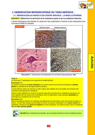 3. OBSERVATION MICROSCOPIQUE DU TISSU NERVEUX
3.1. OBSERVATION AU NIVEAU D
Activité 4 : Déterminer la structure de la substance grise
L’étude histologique est réalisée en observant des préparations fraiches et des préparations de
commerce fixées et colorées.
Document 7 : Observation de préparation de commerce
Texte 4 :
Le document 7 représente une coupe de la moelle épinière.
Document 7.a :
Au centre du champ, le corps cellulaire
gliales ou cellules de la névroglie
Le tissu fibreux autour du neurone
nombreux prolongements entrelacés.
Dans le corps cellulaire du neurone
court segment de son axone (Ax) prolonge le cône d’implantation. Deux grosses
prolongent le cytoplasme de ce neurone.
Document 7.b :
Dans la substance blanche on distingue des éléme
centre : ce sont des coupes transversales de fibres nerveuses constituées d’un
cylindraxe, entouré d’une gaine de myéline
blanche des cellules gliales.
Identifier les constituants
.139.
OBSERVATION MICROSCOPIQUE DU TISSU NERVEUX
OBSERVATION AU NIVEAU D’UN CENTRE NERVEUX : LA MOELLE ÉPINIÈRE
Déterminer la structure de la substance grise et de la substance blanche.
L’étude histologique est réalisée en observant des préparations fraiches et des préparations de
Observation de préparation de commerce (Grossissement: ×900)
Le document 7 représente une coupe de la moelle épinière.
le corps cellulaire d’un grand neurone est entouré de plusieurs
cellules de la névroglie (flèches bleues).
neurone, et des noyaux des cellules de la névroglie est composé des
nombreux prolongements entrelacés.
Dans le corps cellulaire du neurone, le grand noyau (N) est entouré du cytoplasme abondant. Un
court segment de son axone (Ax) prolonge le cône d’implantation. Deux grosses dendrites
prolongent le cytoplasme de ce neurone.
Dans la substance blanche on distingue des éléments arrondis blancs avec des taches foncées au
: ce sont des coupes transversales de fibres nerveuses constituées d’un axone central
gaine de myéline de nature lipidique. On observe aussi dans la substance
les constituants essentiels de la substance blanche et de la substance grise
Activités
OBSERVATION MICROSCOPIQUE DU TISSU NERVEUX :
LA MOELLE ÉPINIÈRE
et de la substance blanche.
L’étude histologique est réalisée en observant des préparations fraiches et des préparations de
Grossissement: ×900)
d’un grand neurone est entouré de plusieurs cellules
névroglie est composé des
le grand noyau (N) est entouré du cytoplasme abondant. Un
dendrites (D)
nts arrondis blancs avec des taches foncées au
axone central ou
de nature lipidique. On observe aussi dans la substance
de la substance blanche et de la substance grise.
 