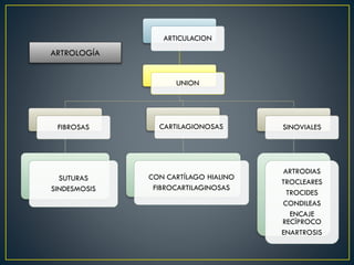 ARTICULACION
UNION
FIBROSAS
SUTURAS
SINDESMOSIS
CARTILAGIONOSAS
CON CARTÍLAGO HIALINO
FIBROCARTILAGINOSAS
SINOVIALES
ARTRODIAS
TROCLEARES
TROCIDES
CONDILEAS
ENCAJE
RECÍPROCO
ENARTROSIS
ARTROLOGÍA
 