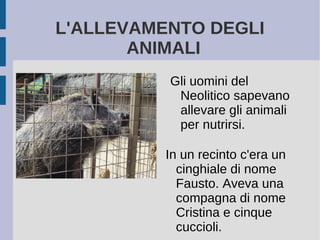 L'ALLEVAMENTO DEGLI
ANIMALI
Gli uomini del
Neolitico sapevano
allevare gli animali
per nutrirsi.
In un recinto c'era un
cinghiale di nome
Fausto. Aveva una
compagna di nome
Cristina e cinque
cuccioli.
 
