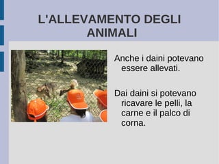 L'ALLEVAMENTO DEGLI
ANIMALI
Anche i daini potevano
essere allevati.
Dai daini si potevano
ricavare le pelli, la
carne e il palco di
corna.
 